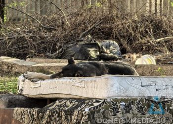 В ДНР при поддержке Московского зоопарка началось строительство приюта для животных