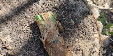 Новая угроза для российских военных: ВСУ применяют мины-зажигалки в зоне СВО