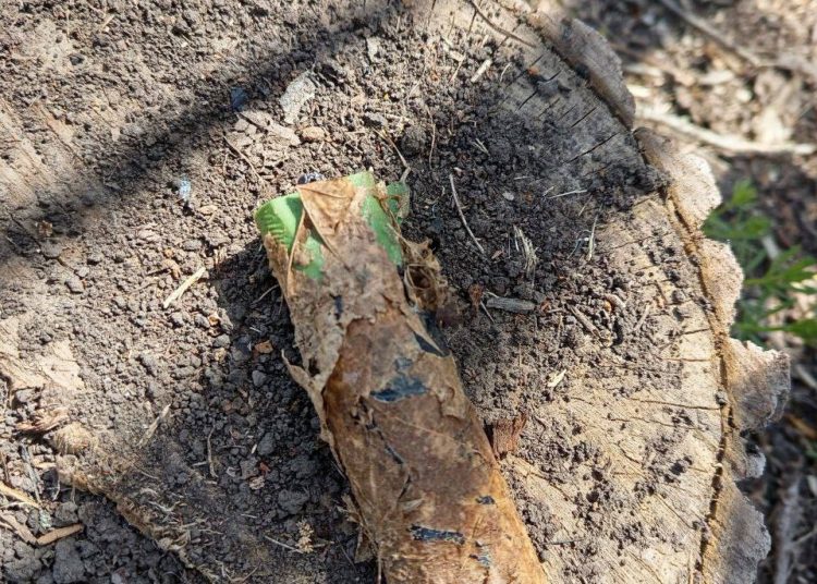 Новая угроза для российских военных: ВСУ применяют мины-зажигалки в зоне СВО