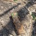 Новая угроза для российских военных: ВСУ применяют мины-зажигалки в зоне СВО