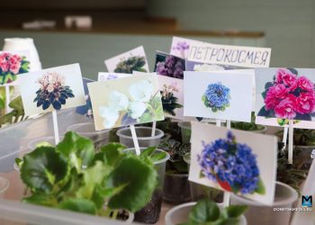 Выставка фиалок открылась в Донецком ботаническом саду впервые за четыре года