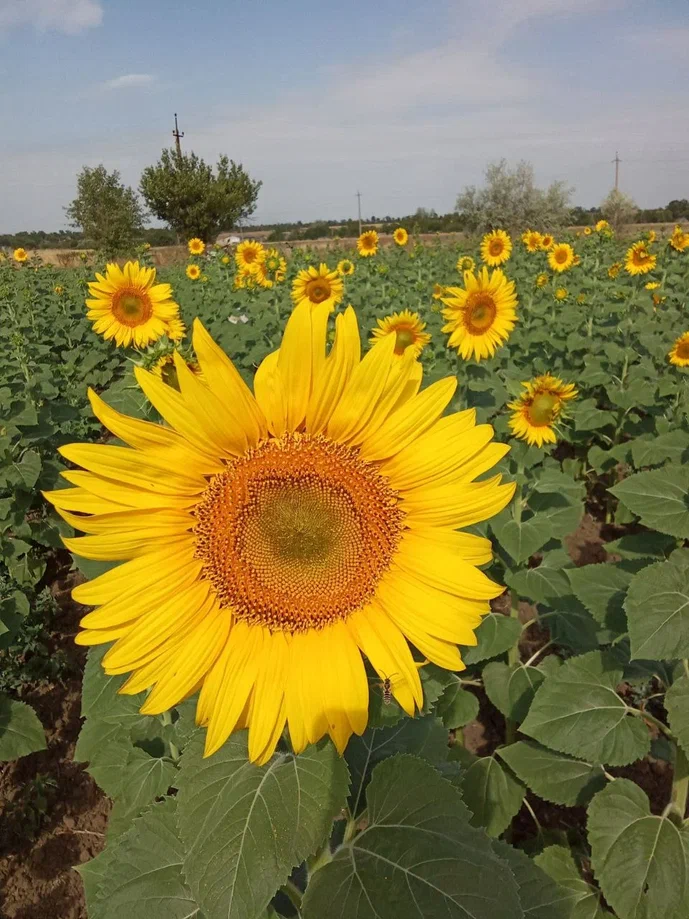 Климат меняет Донбасс: как аграрии ДНР приспосабливаются к новым условиям