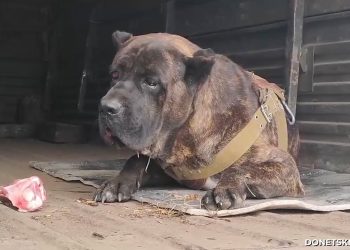 "Самый верный друг": пес после гибели хозяина-штурмовика продолжает служить в СВО «Самый верный друг»: пес после гибели хозяина-штурмовика продолжает служить в СВО