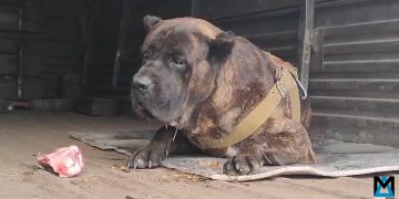 «Самый верный друг»: пес после гибели хозяина-штурмовика продолжает служить в СВО