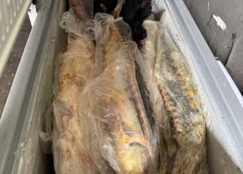 В Мариуполе задержали браконьеров, промышлявших краснокнижным осетром