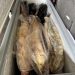 В Мариуполе задержали браконьеров, промышлявших краснокнижным осетром
