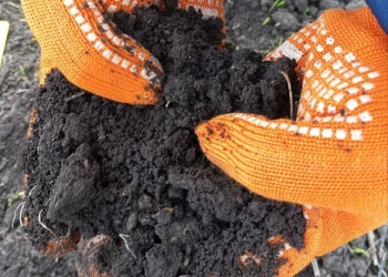 Погода угрожает посевам Донбасса: прогноз Россельхозцентра