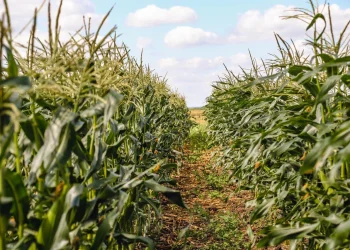 Аграрии ДНР готовятся к посеву кукурузы и регистрируют местный гибрид