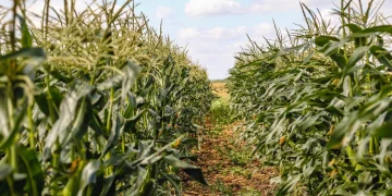 Аграрии ДНР готовятся к посеву кукурузы и регистрируют местный гибрид