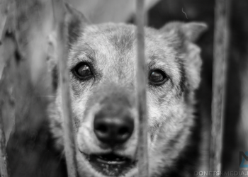 Бродячие собаки в Донецке: страх, милосердие и решение