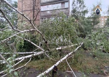 В Донецке выясняют обстоятельства гибели ребенка из-за падения дерева