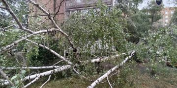 В Донецке выясняют обстоятельства гибели ребенка из-за падения дерева
