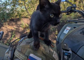 Новоэкономическое и Зверево освобождены: Наступление "Центра" продолжается Новоэкономическое и Зверево освобождены: Наступление «Центра» продолжается