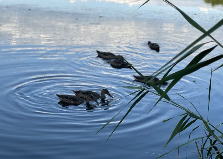 3500 км дорог в ДНР, новые электробусы и проверка школ: дайджест новостей за 2 августа