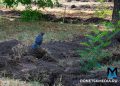 Сохранить статус — "город миллиона роз": Москва благоустраивает парки Донецка