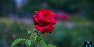 От гастролей театра Куклачёва до чемпионата по лёгкой атлетике: дайджест за 5 апреля