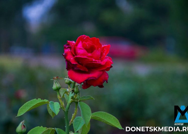От гастролей театра Куклачёва до чемпионата по лёгкой атлетике: дайджест за 5 апреля