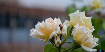 Чистота, порядок, уют: как коммунальщики и волонтеры готовят регион к лету, дайджест за 20 апреля