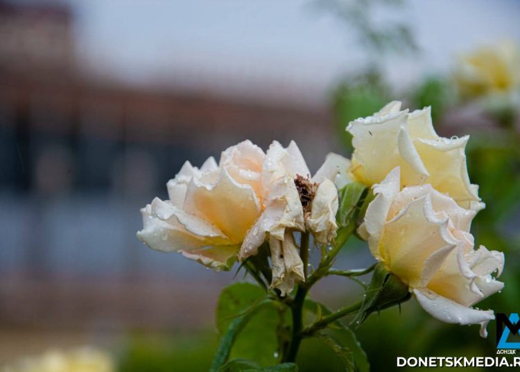 Чистота, порядок, уют: как коммунальщики и волонтеры готовят регион к лету, дайджест за 20 апреля