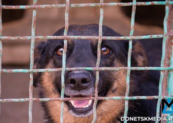 Взять животное из приюта — обрести настоящего верного друга
