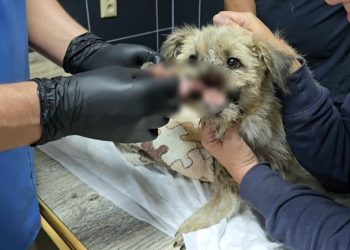 В Донецке спасают собаку с рубленым ранением челюсти