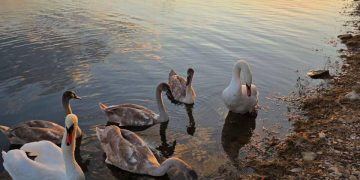 ФСБ сорвали масштабную операцию по краже МиГ-31, уроженка ДНР завоевала золото: дайджест новостей за 11 ноября