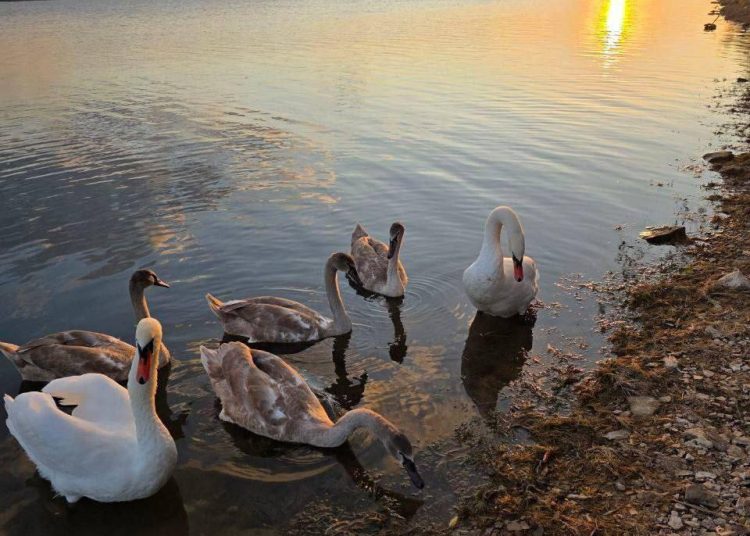 ФСБ сорвали масштабную операцию по краже МиГ-31, уроженка ДНР завоевала золото: дайджест новостей за 11 ноября