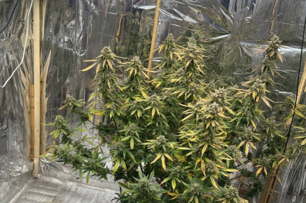 День артиллериста, память "Корсы", восстановление работы котельных: дайджест новостей за 19 ноября