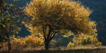 В Донбассе создают нацпарк «Святые горы» у знаменитой Лавры В Донбассе создают нацпарк «Святые горы» у знаменитой Лавры