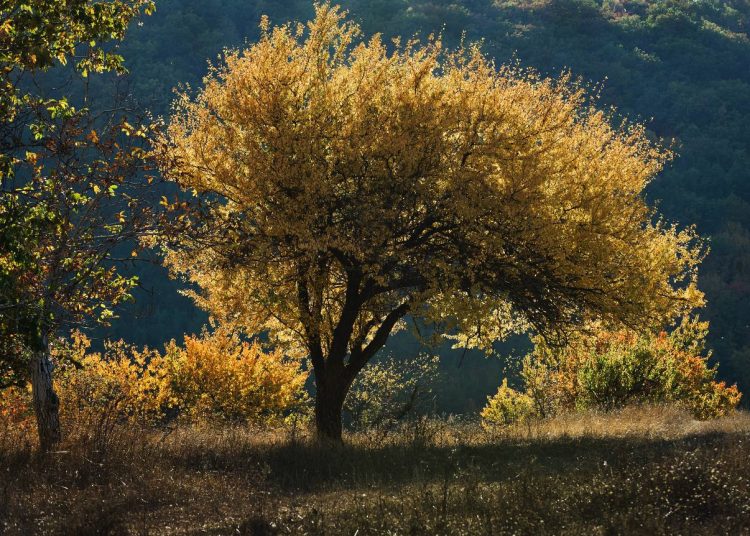 В Донбассе создают нацпарк «Святые горы» у знаменитой Лавры В Донбассе создают нацпарк «Святые горы» у знаменитой Лавры