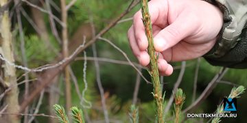 Зелёный щит Донбасса: как восстановить наши леса