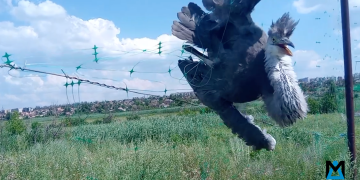 Танкисты спасли редкую птицу в зоне СВО — видео