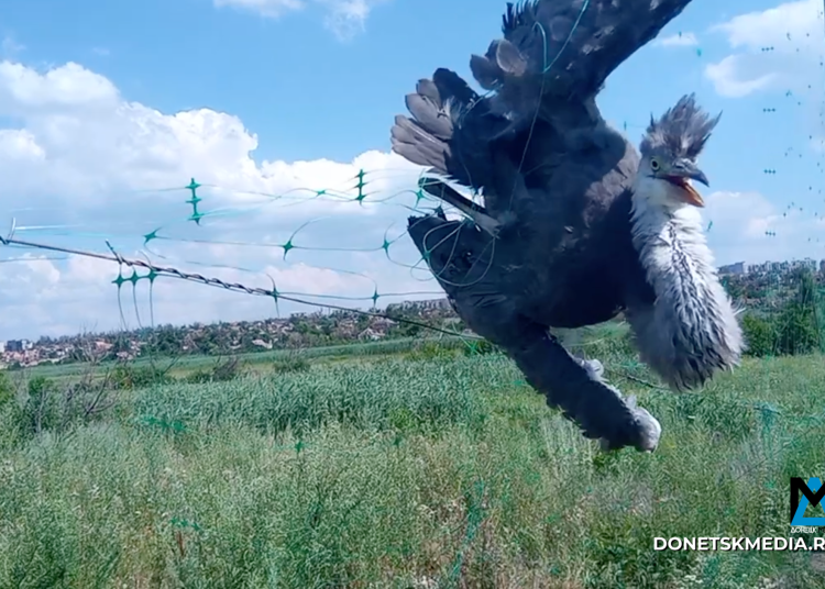 Танкисты спасли редкую птицу в зоне СВО - видео Танкисты спасли редкую птицу в зоне СВО — видео