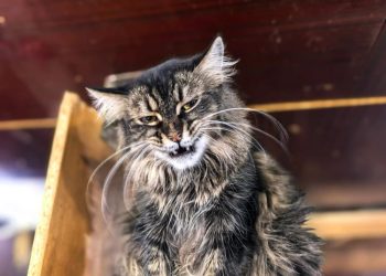 Спасение «хвостиков» в Макеевке, чудо в Луганске и театральные премьеры. Дайджест за 9 февраля