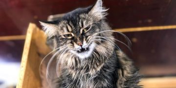 Спасение «хвостиков» в Макеевке, чудо в Луганске и театральные премьеры. Дайджест за 9 февраля