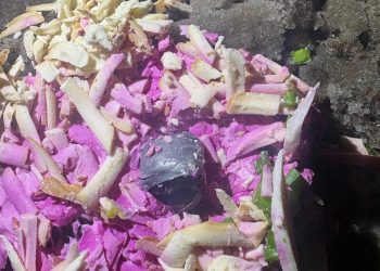 В Мангуше задержали дилеров, прятавших наркотики в контейнерах с салатами