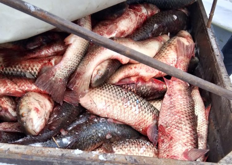 В Мангуше задержали браконьеров с уловом на 670 тысяч рублей