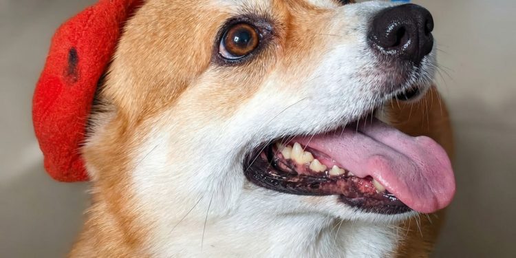 Позывной «Маруся»: как одна маленькая корги спасает и детей, и солдат в зоне СВО