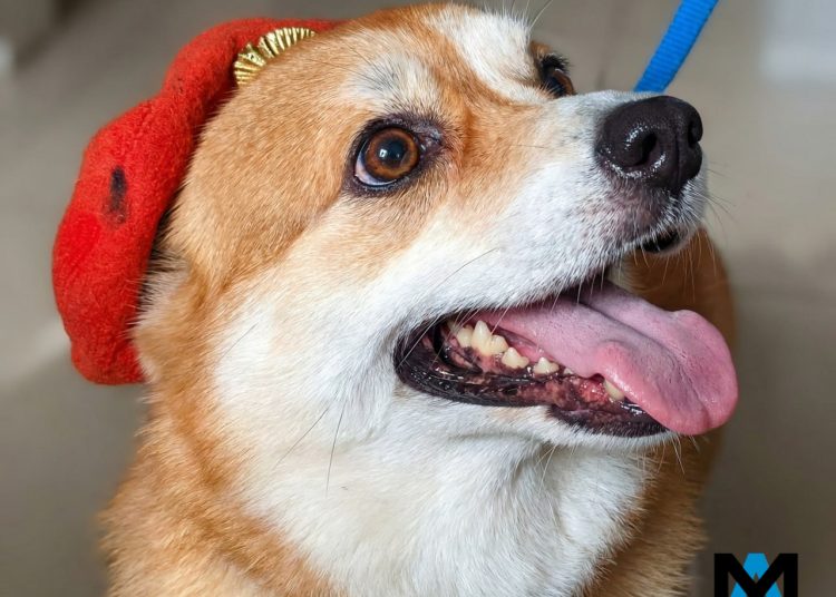 Позывной «Маруся»: как одна маленькая корги спасает и детей, и солдат в зоне СВО