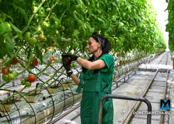 Хлеб всему голова: как в ДНР планируют обеспечить жителей собственными продуктами? Хлеб всему голова: как в ДНР планируют обеспечить жителей собственными продуктами?