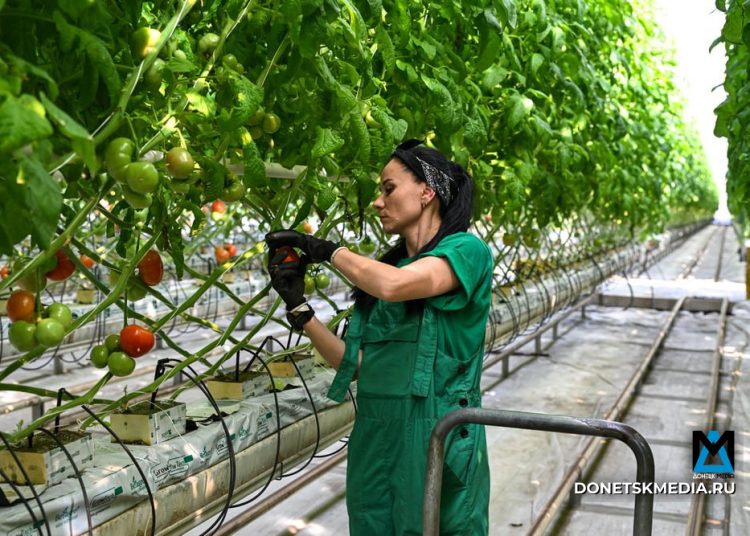 Хлеб всему голова: как в ДНР планируют обеспечить жителей собственными продуктами?