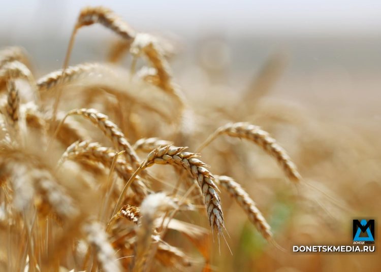 Хлеб всему голова: как в ДНР планируют обеспечить жителей собственными продуктами? Хлеб всему голова: как в ДНР планируют обеспечить жителей собственными продуктами?
