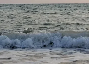 Азовскому морю грозит экологическая катастрофа из-за опасных водорослей