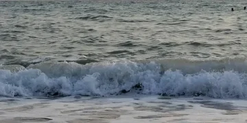 Азовскому морю грозит экологическая катастрофа из-за опасных водорослей