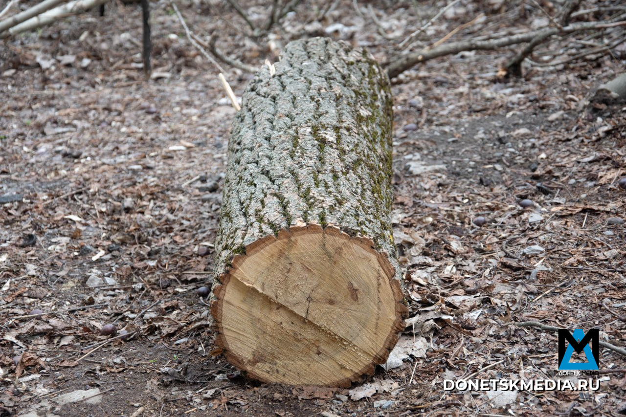 В Донецке продолжают кронировать и ликвидировать аварийные деревья: куда звонить, если не вывозят В Донецке продолжают кронировать и ликвидировать аварийные деревья: куда звонить, если не вывозят