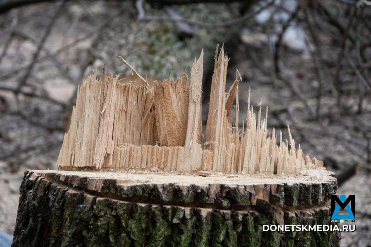 В Донецке продолжают кронировать и ликвидировать аварийные деревья: куда звонить, если не вывозят В Донецке продолжают кронировать и ликвидировать аварийные деревья: куда звонить, если не вывозят