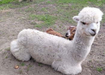 В Мариуполе появилась пушистая альпака, покоряющая сердца публики