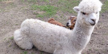 В Мариуполе появилась пушистая альпака, покоряющая сердца публики