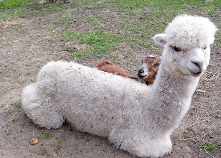 В Мариуполе появилась пушистая альпака, покоряющая сердца публики