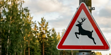 На трассах ДНР происходит все больше аварий из-за диких животных